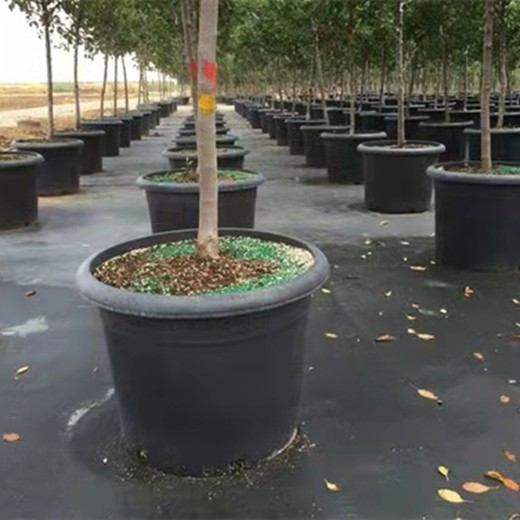 廠家報(bào)價(jià)毛細(xì)果園除草布