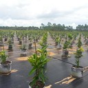 茶園除草無(wú)紡布廠家大全
