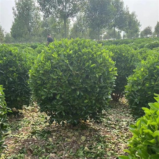 云南冬青球基地1米冬青球現在價格