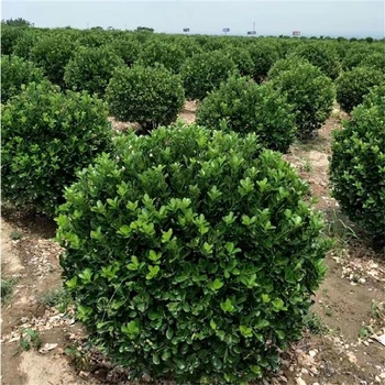 黑龍江冬青球訂購電話1.8米冬青球無中介