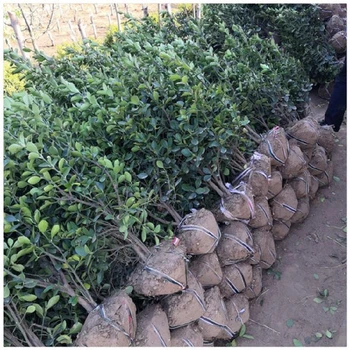 黑龍江冬青球訂購電話60公分冬青球裝車價