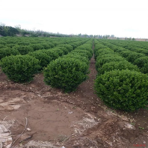 貴州冬青球訂購電話3米冬青球栽培技術(shù)