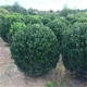 安徽冬青球批發(fā)3米冬青球栽培技術(shù)圖