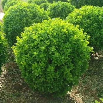 黑龍江冬青球訂購電話1.8米冬青球無中介