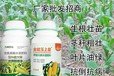 玉米抗倒玉米金大棒玉米葉面肥好不好,金大棒生產(chǎn)廠家直銷