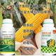 玉米玉上皇玉米葉面肥廠(chǎng)家電話(huà),玉米矮大棒產(chǎn)品圖