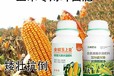 預(yù)防黃葉全能玉上皇玉米葉面肥哪里賣,玉米金大棒招商