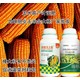 玉米葉面肥圖