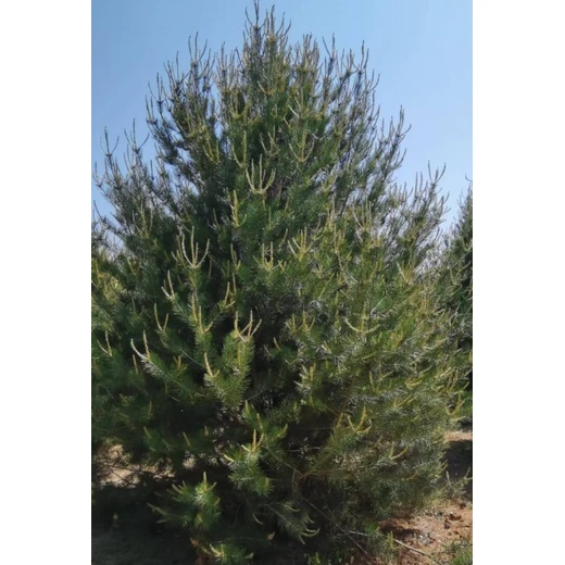 黔西南7米白皮松批發(fā)價(jià)格白皮松供應(yīng)