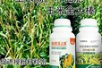 為峰肥業金大棒玉米葉面肥效果,玉米專用葉面肥