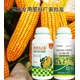 玉米抗倒玉米金大棒玉米葉面肥,玉米金大棒招商產(chǎn)品圖