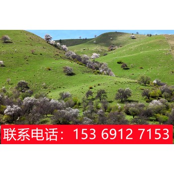 從石家莊出發(fā)到新疆旅游,石家莊到新疆天山天池旅游