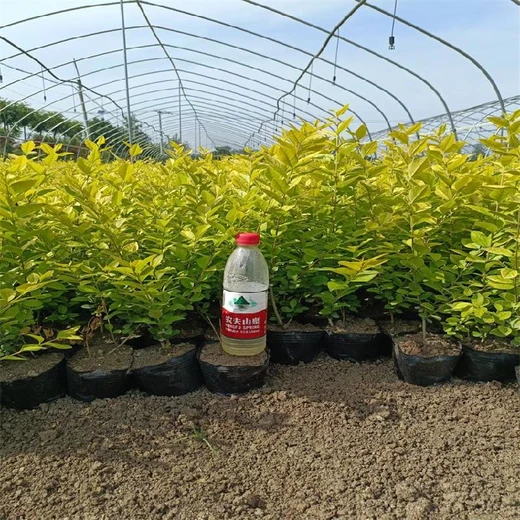 江西吉安周邊綠化金葉女貞便宜