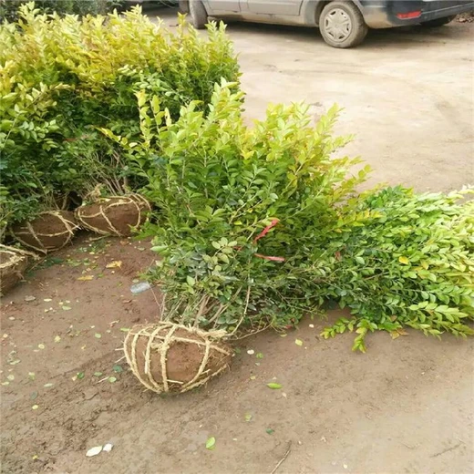 河南許昌綠化工程金葉女貞價格