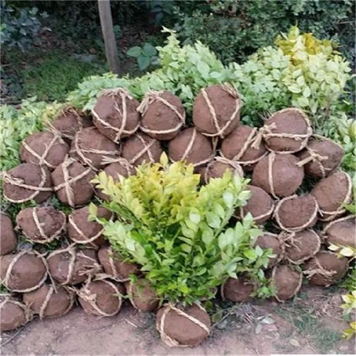 安徽淮北金葉女貞便宜