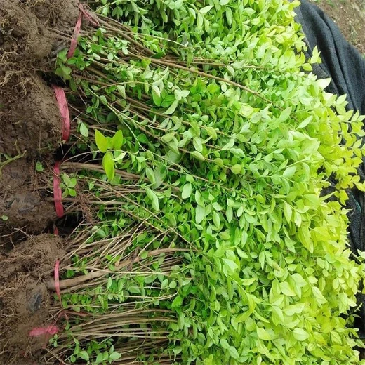 上海浦東金葉女貞價格