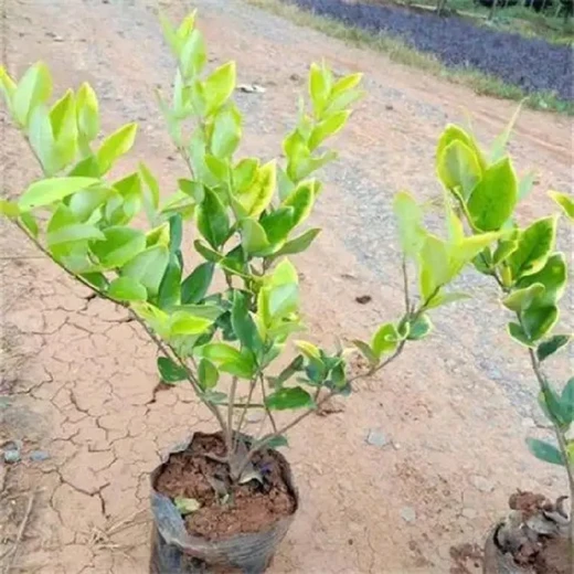 上海靜安綠化工程金葉女貞40公分高報價