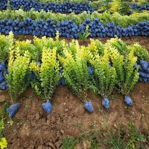 湖南衡陽周邊綠化金葉女貞價(jià)格