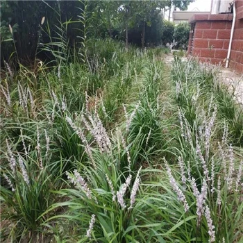 咸陽(yáng)麥冬草現(xiàn)挖現(xiàn)賣(mài)成活率好,麥冬苗五毛錢(qián)一斤