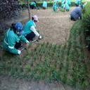 北京麥冬草基地