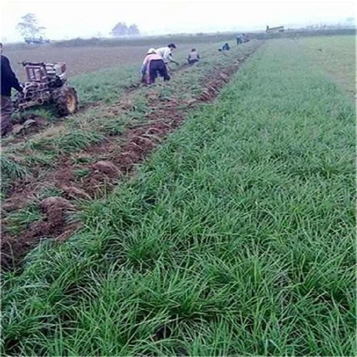 承德麥冬草供應(yīng)商,麥冬苗五毛錢(qián)一斤