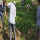 麥冬草基地圖