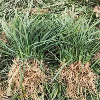 咸陽(yáng)麥冬草現(xiàn)挖現(xiàn)賣(mài)成活率好,麥冬苗五毛錢(qián)一斤