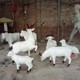 羊雕塑大全圖