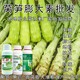 萵筍葉面肥新圖
