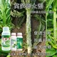 萵筍防抽苔萵沃多葉面肥功效圖