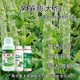 萵筍葉面肥新圖