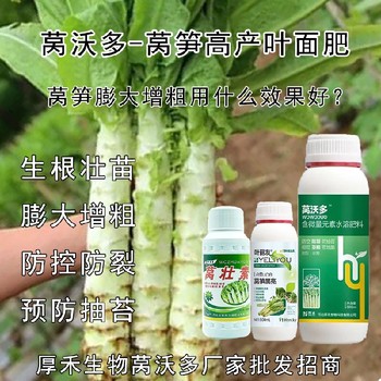 萵筍防空心萵筍粗直長葉面肥效果,萵筍葉面肥廠家