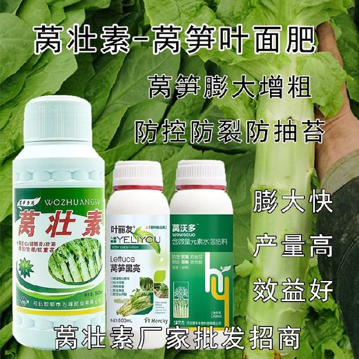 萵苣萵筍增產(chǎn)葉面肥使用方法,為峰肥業(yè)萵壯素