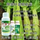 萵筍防抽苔萵筍粗直長(zhǎng)葉面肥什么時(shí)間用圖