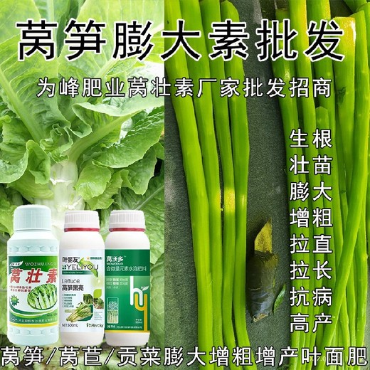 膨大增粗萵筍增產(chǎn)葉面肥廠(chǎng)家電話(huà),萵筍葉面肥廠(chǎng)家