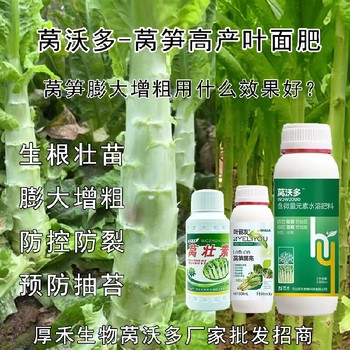 萵筍防空心萵筍粗直長葉面肥效果,萵筍葉面肥廠家