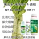 萵苣萵沃多葉面肥什么時(shí)間用圖