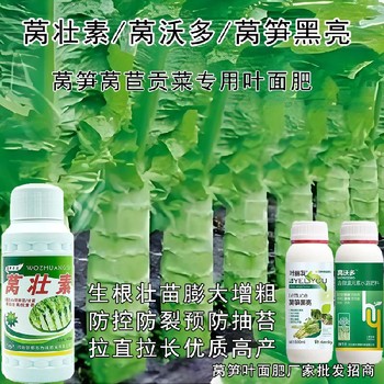 萵筍防空心萵筍粗直長葉面肥效果,萵筍葉面肥廠家