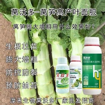 萵筍防空心萵筍粗直長葉面肥效果,萵筍葉面肥廠家