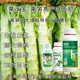 萵筍拉直拉長(cháng)萵壯素葉面肥銷(xiāo)售經(jīng)理圖