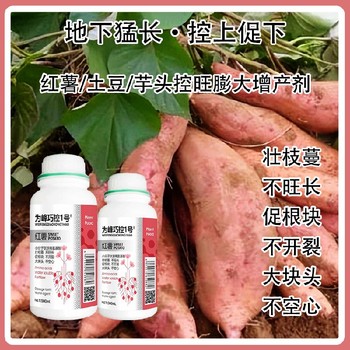 馬鈴薯紅薯控旺劑巧控一號什么時間用,為峰肥業(yè)廠家批發(fā)