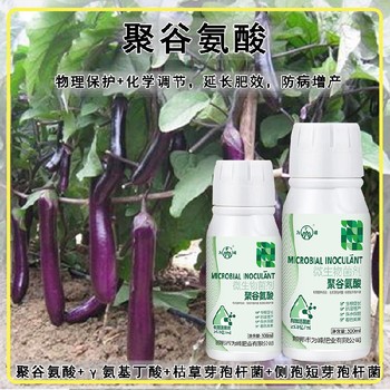 快速吸收γ氨基丁酸特肥,為峰肥業廠家電話