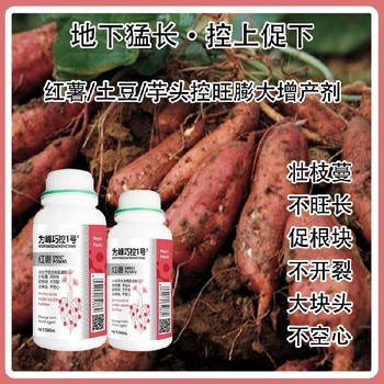山藥紅薯控旺膨大巧控一號效果,為峰肥業廠家批發