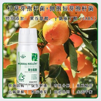 調節劑GABA特肥批發(fā),為峰肥業(yè)廠(chǎng)家電話(huà)
