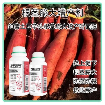 芋頭紅薯控旺劑巧控一號(hào),為峰肥業(yè)廠(chǎng)家批發(fā)