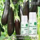 生物活性GABA特肥圖