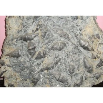 上門收購化石石嘴山化石現(xiàn)金收購