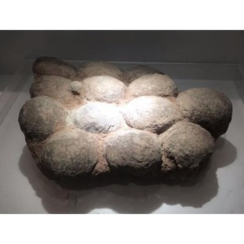 現(xiàn)金收購化石畢節(jié)化石怎么送拍