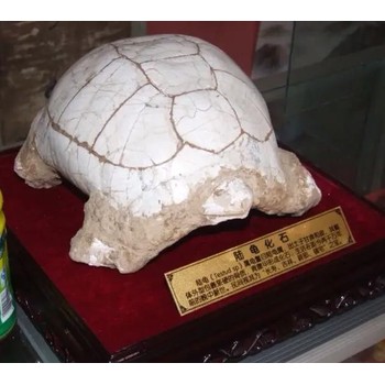 現(xiàn)金收購化石甘孜化石快速交易
