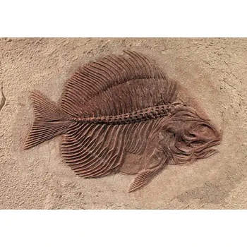 2025拍賣行海洋生物化石私下老板收購化石